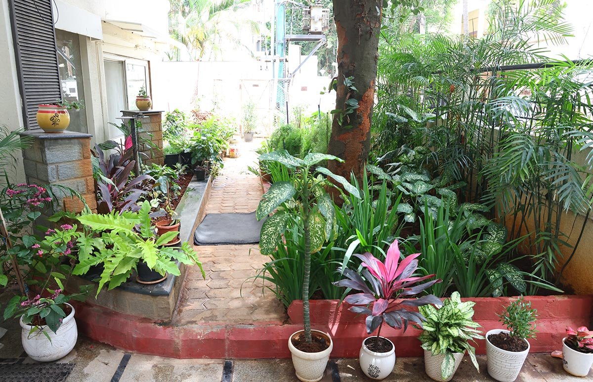 Garden pathway, Cooke Town
